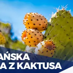 Wegańska skóra z czego powstaje? Odkryj zaskakujące materiały