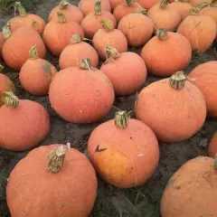 Mnóstwo pomarańczowych dyni piżmowych leży na ziemi. Czas na zbiory!