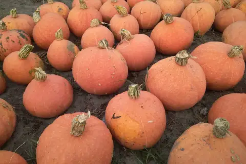 Mnóstwo pomarańczowych dyni piżmowych leży na ziemi. Czas na zbiory!