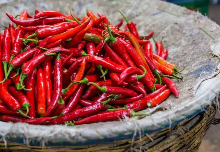 Koszyk pełen ostrych papryczek chili. Pamiętaj o przeciwwskazaniach do ich spożywania, zwłaszcza przy problemach z żołądkiem.