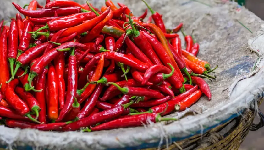 Koszyk pełen ostrych papryczek chili. Pamiętaj o przeciwwskazaniach do ich spożywania, zwłaszcza przy problemach z żołądkiem.