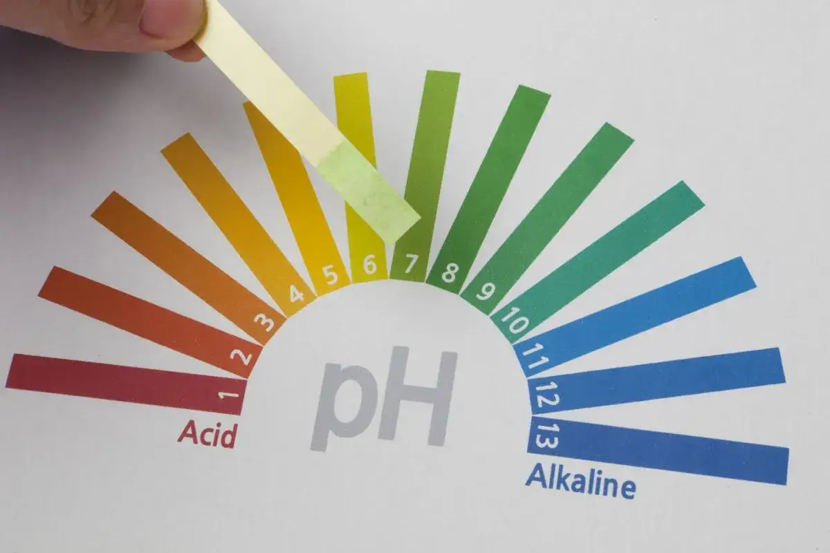 Pasek pH zmienia kolor, wskazując na neutralne pH. Czy fasola zakwasza organizm? Test pH pomoże to ustalić.