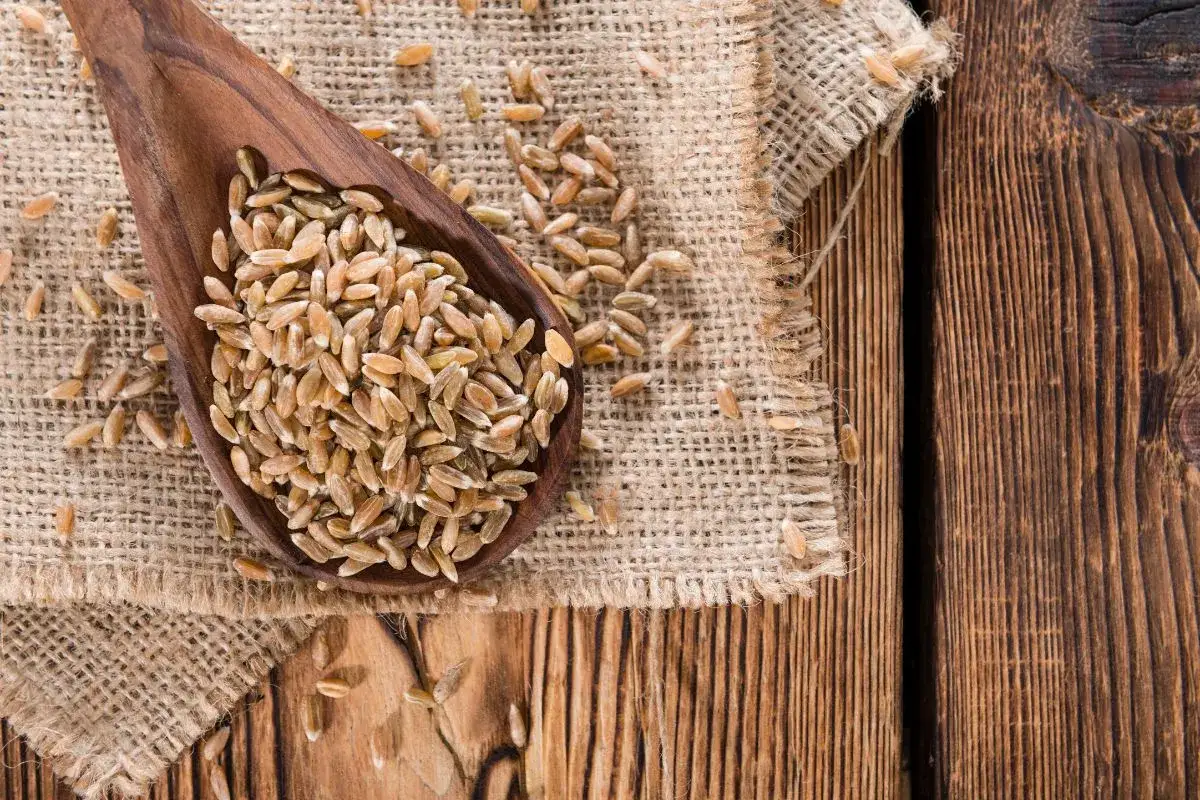 Ziarna orkiszu na drewnianej łyżce. Czy mąka orkiszowa ma gluten? Tak, orkisz zawiera gluten, podobnie jak pszenica.