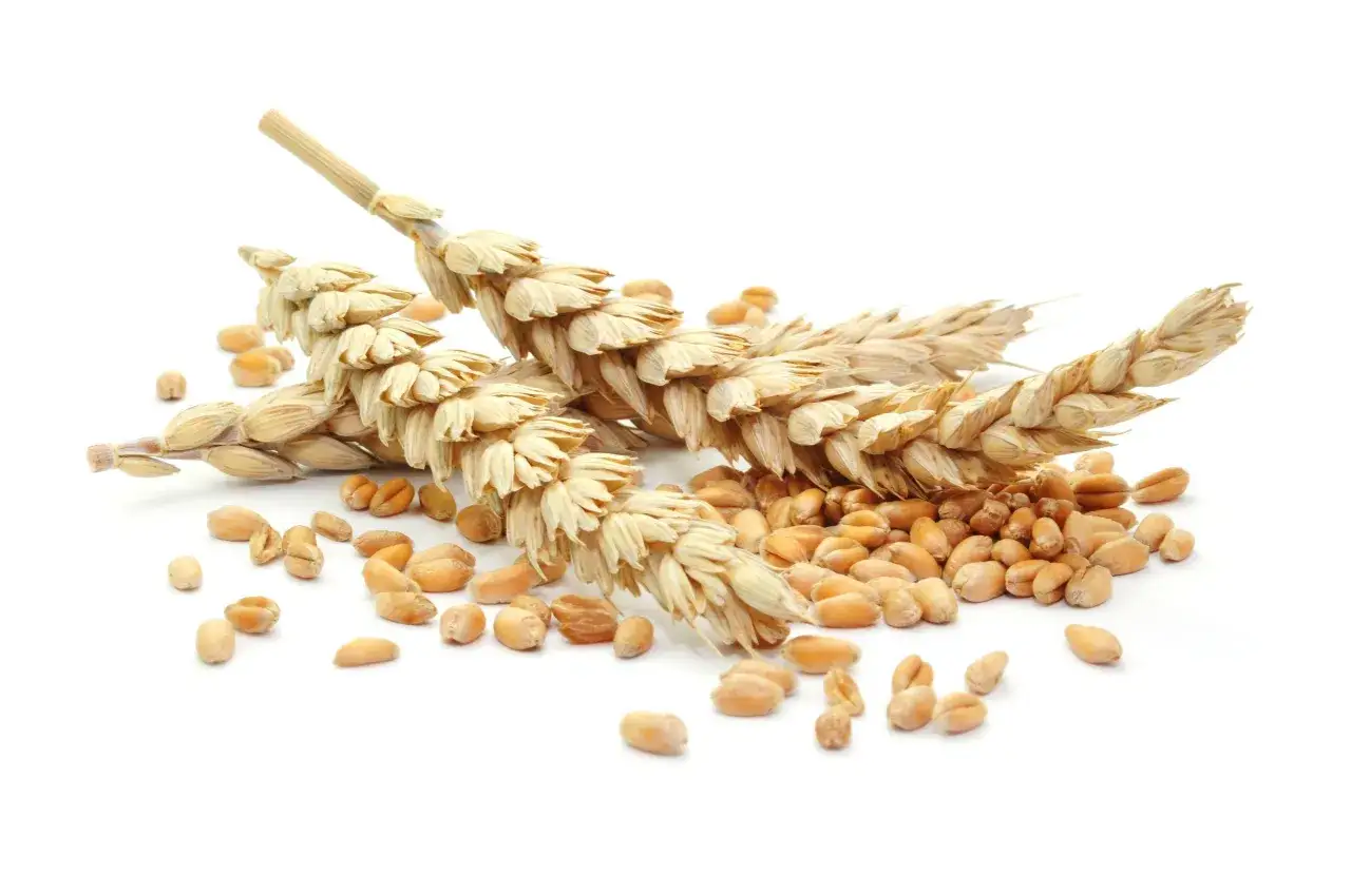 Kłosy i ziarna orkiszu. Czy mąka orkiszowa ma gluten? Tak, orkisz zawiera gluten, podobnie jak pszenica.